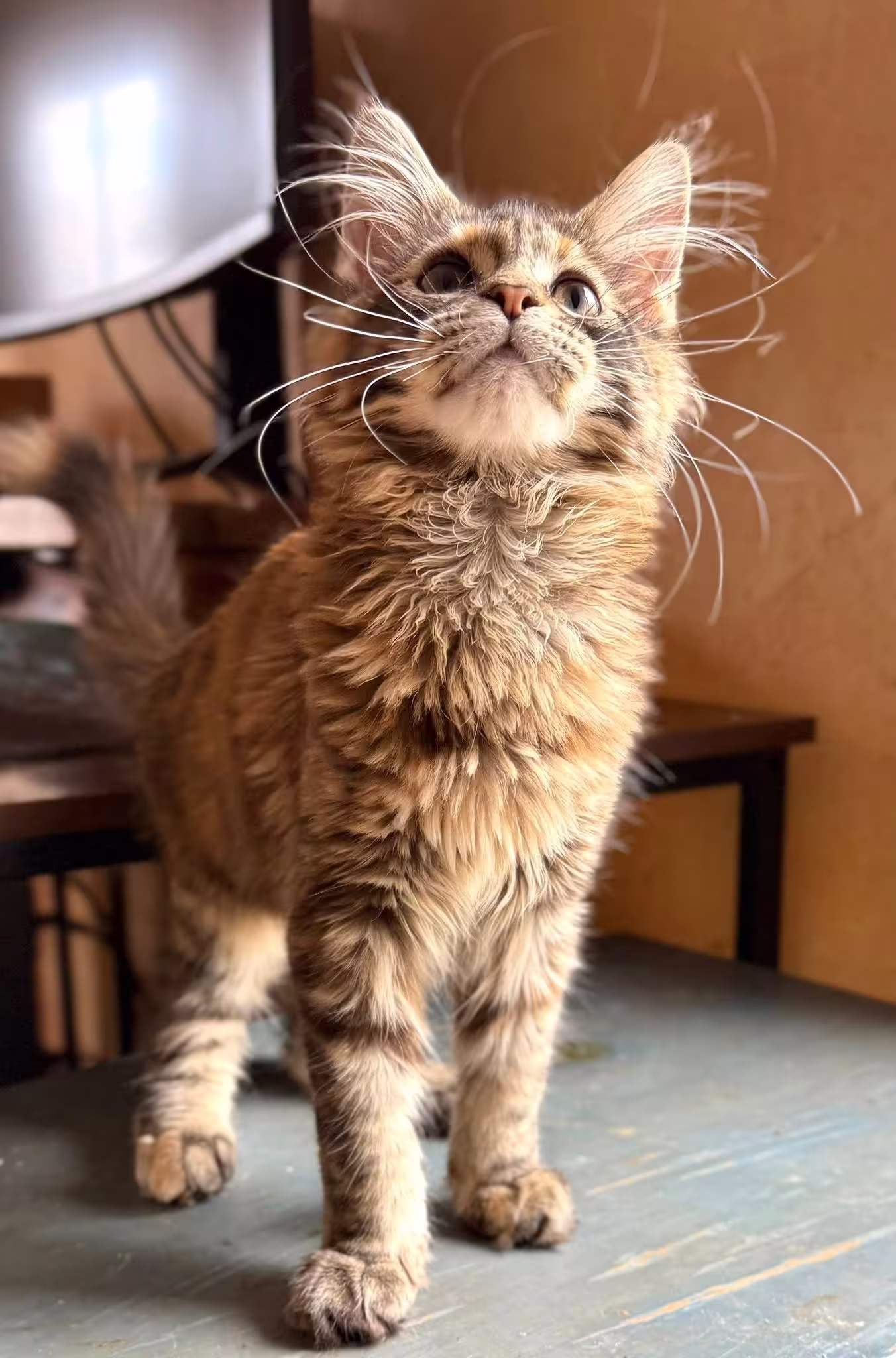 chat qui a envie de discuter