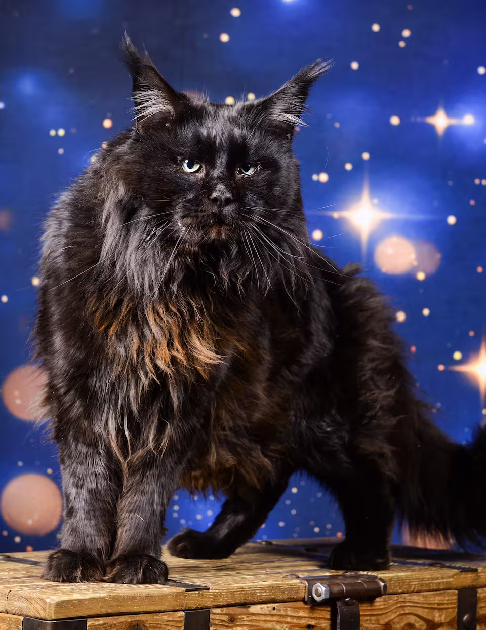 Salem, Maine coon noir